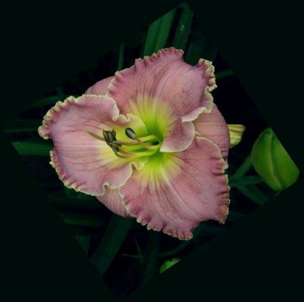 mary hoisington